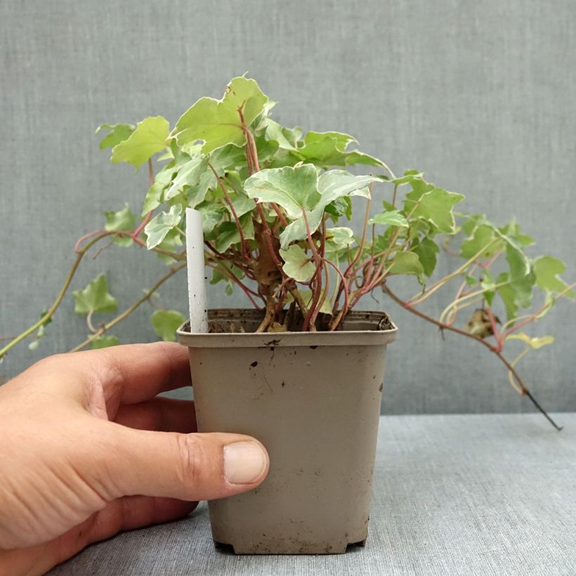 Esemplare di Hedera helix Glacier - Edera variegata Vasetto da 8/9 cm consegnato in estate
