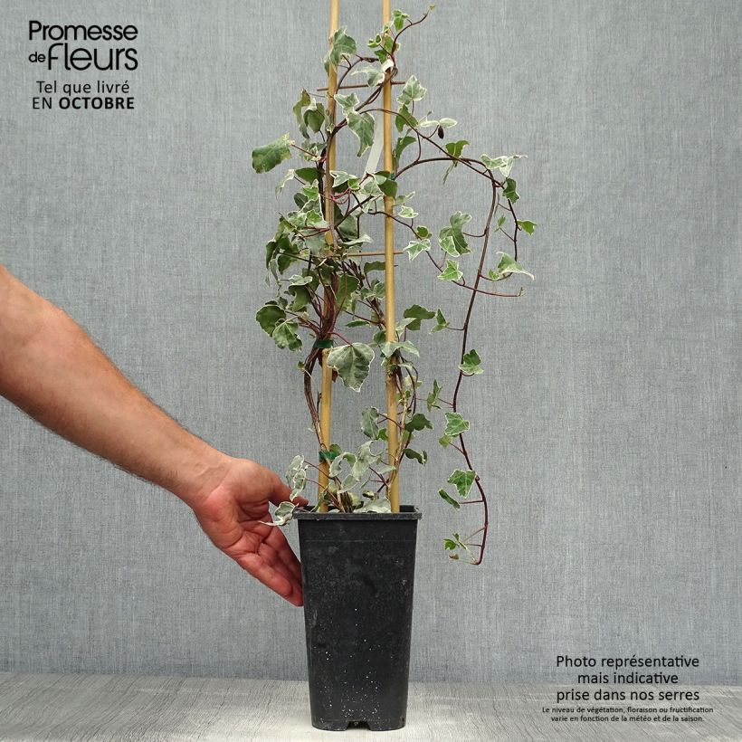 Esemplare di Hedera helix Glacier - Edera variegata Vaso da 2L/3L come consegnato in autunno