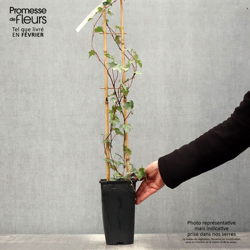 Hedera helix Glacier - Edera variegata Vaso da 2L/3L esemplare consegnato in inverno