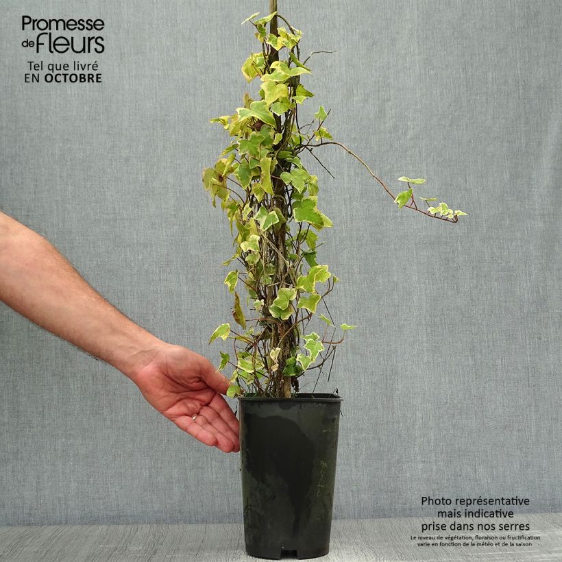 Esemplare di Hedera helix Goldchild - Edera variegata Vaso da 1,5L/2L come consegnato in autunno