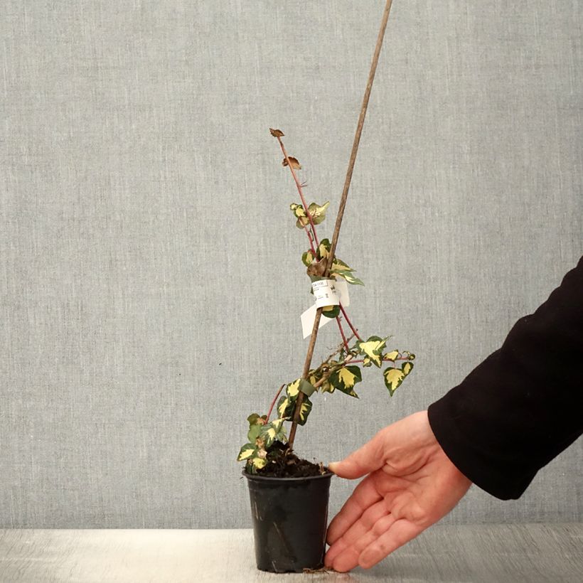 Hedera helix Oro di Bogliasco Goldheart - Edera variegata Vasetto da 8/9 cm esemplare consegnato in primavera