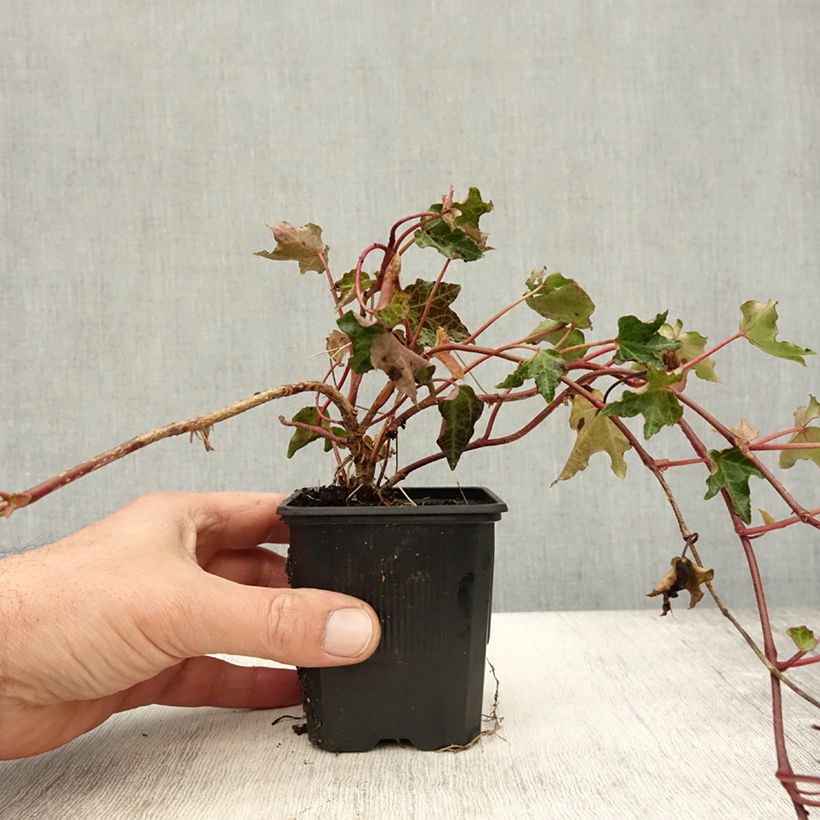 Esemplare di Hedera helix Ivalace - Edera Vasetto da 8/9 cm come consegnato in autunno