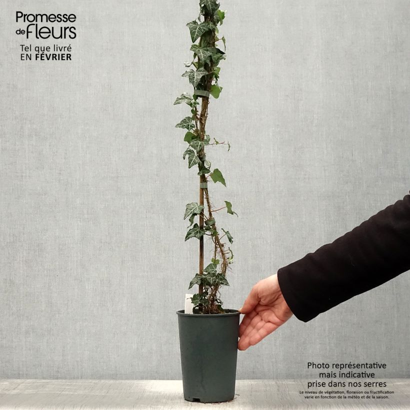 Hedera helix Ivalace - Edera Vaso da 2L/3L esemplare consegnato in inverno