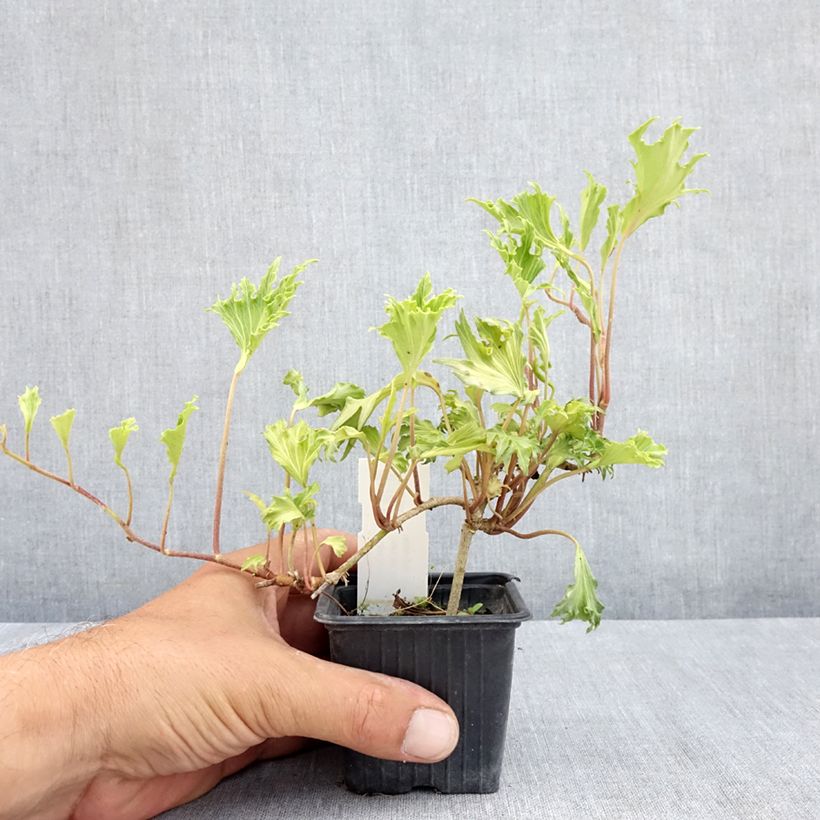 Esemplare di Hedera helix Ivalace Mutation - Edera Vasetto da 8/9 cm consegnato in estate
