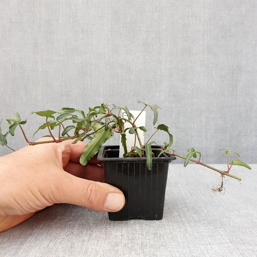 Hedera helix Kappeln - Edera Vasetto da 8/9 cm esemplare consegnato in primavera