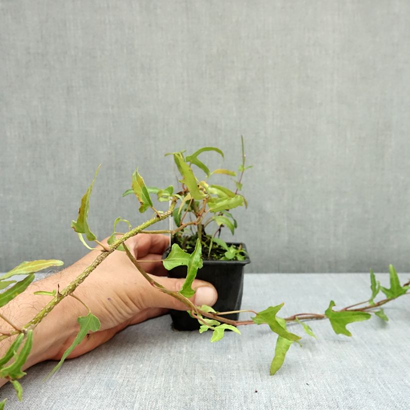 Esemplare di Hedera helix Kappeln - Edera Vasetto da 8/9 cm come consegnato in autunno