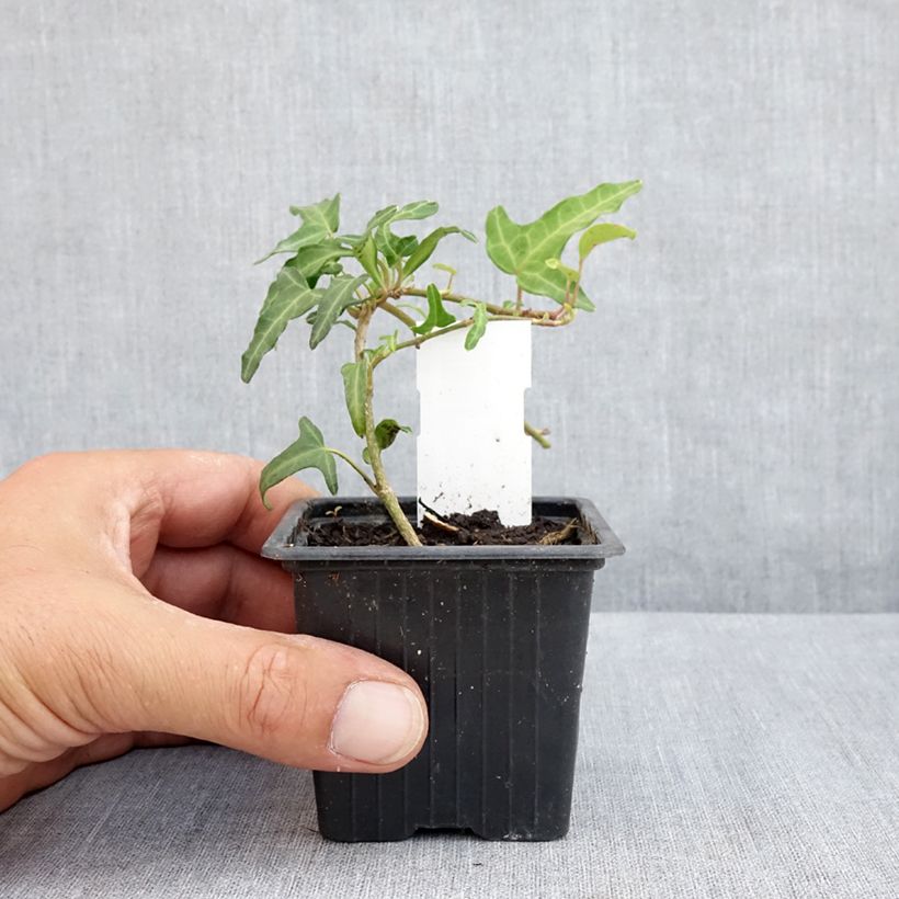 Esemplare di Hedera helix Kappeln - Edera Vasetto da 8/9 cm consegnato in estate