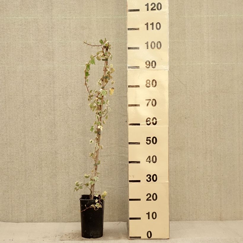 Esemplare di Hedera helix Little Diamond - Edera variegata Vaso da 3L/4L come consegnato in autunno