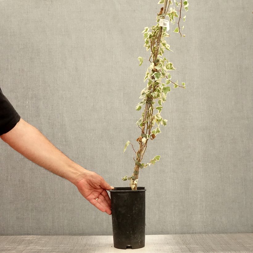 Esemplare di Hedera helix Little Diamond - Edera variegata Vaso da 3L/4L consegnato in estate