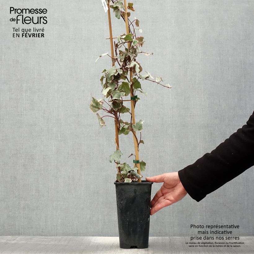Hedera helix Little Diamond - Edera variegata Vaso da 3L/4L esemplare consegnato in inverno