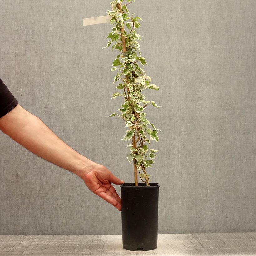 Hedera helix Little Diamond - Edera variegata Vaso da 3L/4L esemplare consegnato in primavera