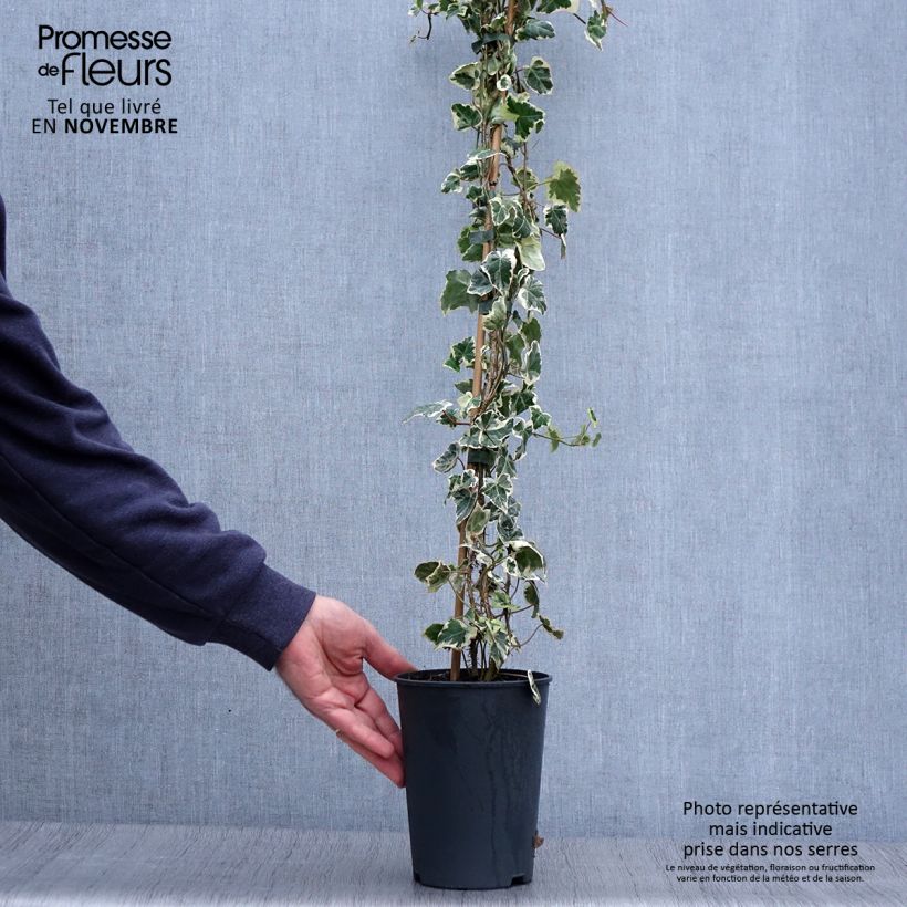 Esemplare di Hedera helix Marginata Elegantissima - Edera variegata Vaso da 2L/3L come consegnato in autunno