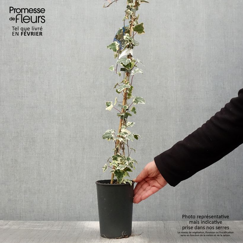 Hedera helix Marginata Elegantissima - Edera variegata Vaso da 2L/3L esemplare consegnato in inverno