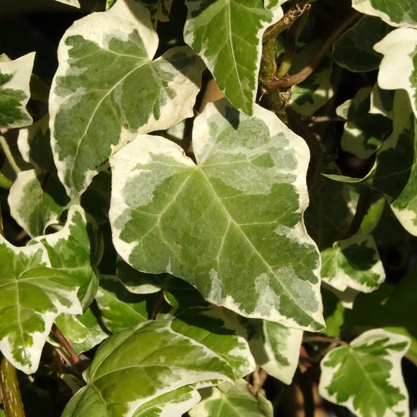 Hedera helix Marginata Elegantissima - Edera variegata (Fogliame)