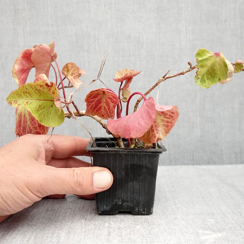 Esemplare di Hedera helix Obelix - Edera Vasetto da 8/9 cm come consegnato in autunno