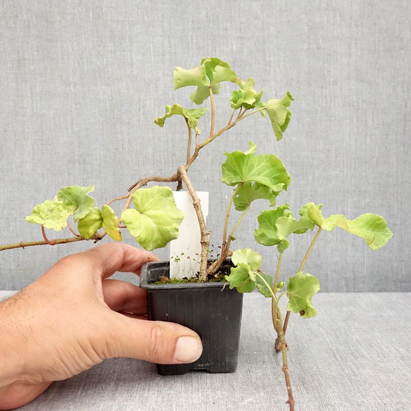 Esemplare di Hedera helix Obelix - Edera Vasetto da 8/9 cm consegnato in estate