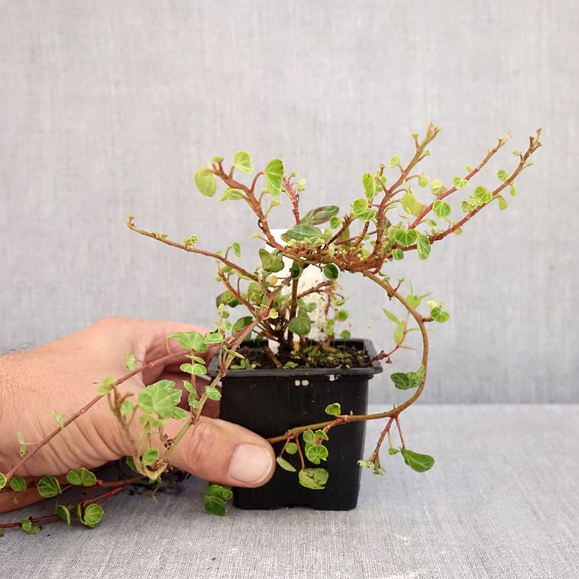Esemplare di Hedera helix Peter Pan - Edera Vasetto da 8/9 cm come consegnato in autunno