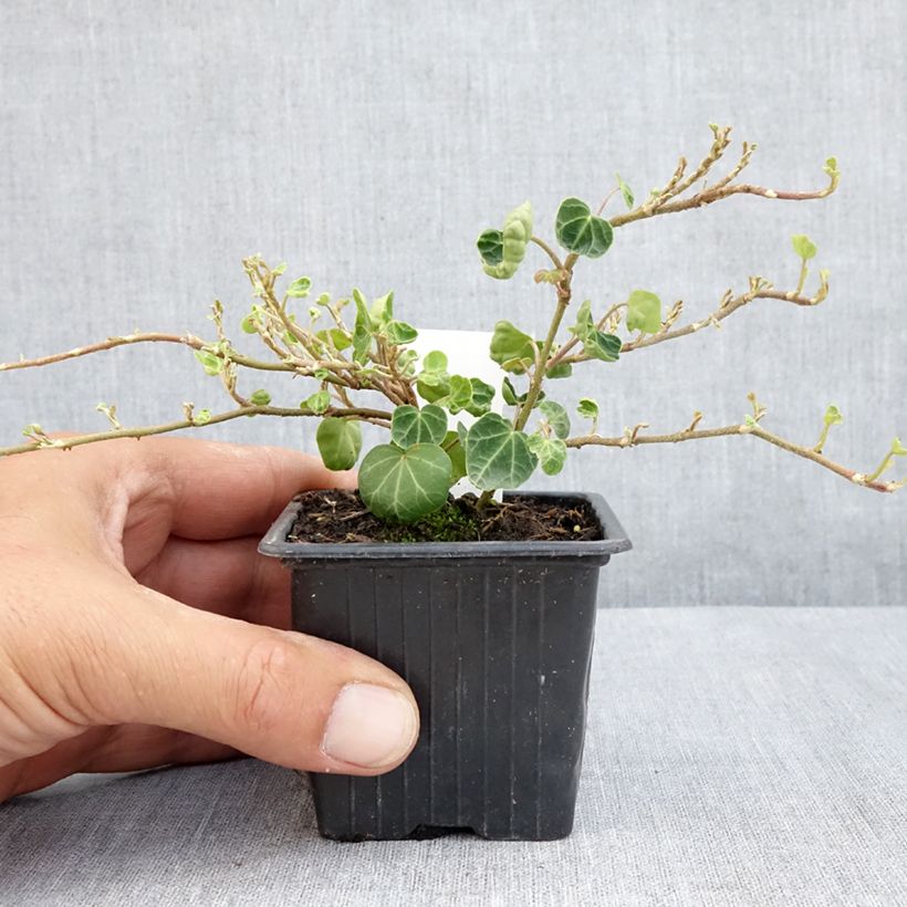 Esemplare di Hedera helix Peter Pan - Edera Vasetto da 8/9 cm consegnato in estate