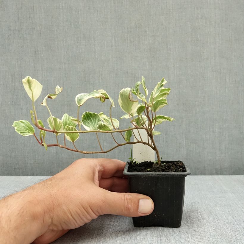 Esemplare di Lierre commun - Hedera helix Reef Shell Godet de 8/9 cm consegnato in estate