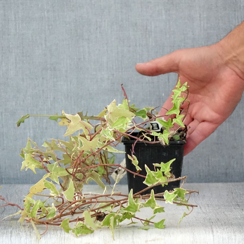 Esemplare di Hedera helix Sagittifolia Variegata - Edera variegata Vasetto da 8/9 cm consegnato in estate