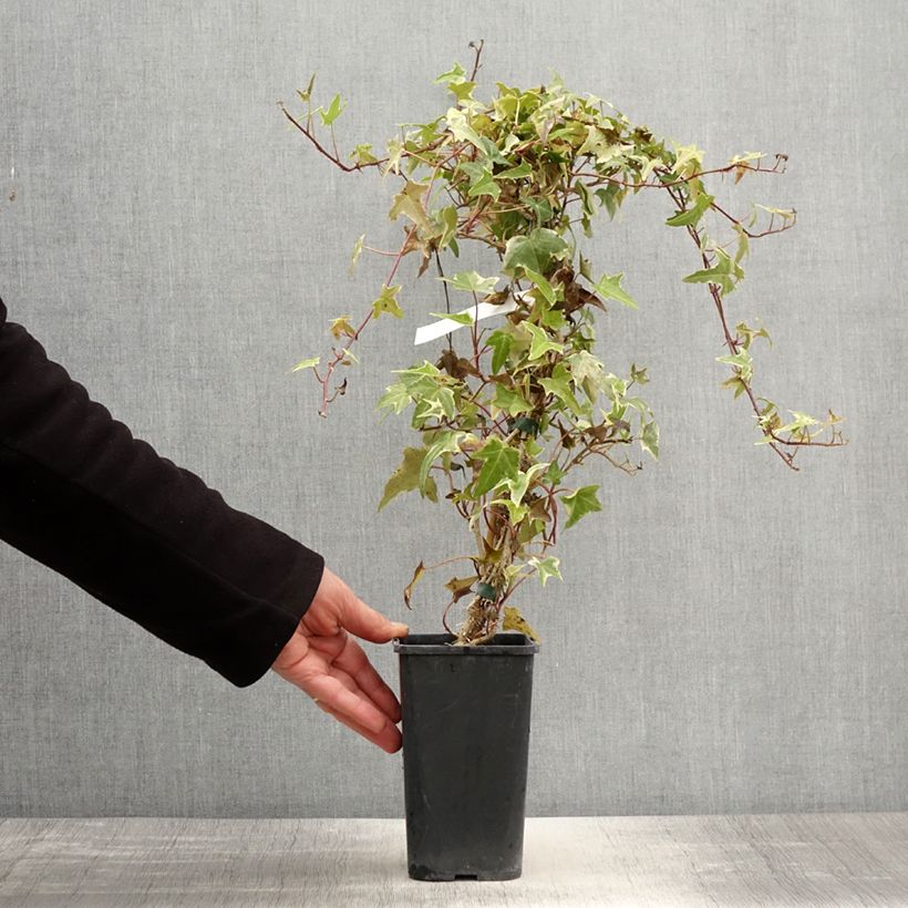 Hedera helix Sagittifolia Variegata - Edera variegata Vaso da 1,5L/2L esemplare consegnato in primavera