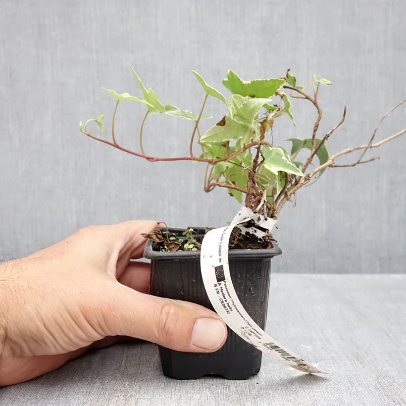 Esemplare di Hedera helix Sagittifolia Variegata - Edera variegata Vasetto da 8/9 cm come consegnato in autunno
