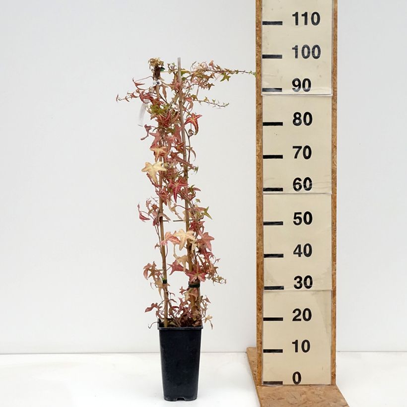 Esemplare di Hedera helix Sagittifolia Variegata - Edera variegata Vaso da 1,5L/2L come consegnato in autunno