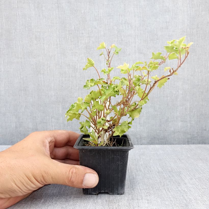 Esemplare di Hedera helix Tango - Edera Vasetto da 8/9 cm consegnato in estate