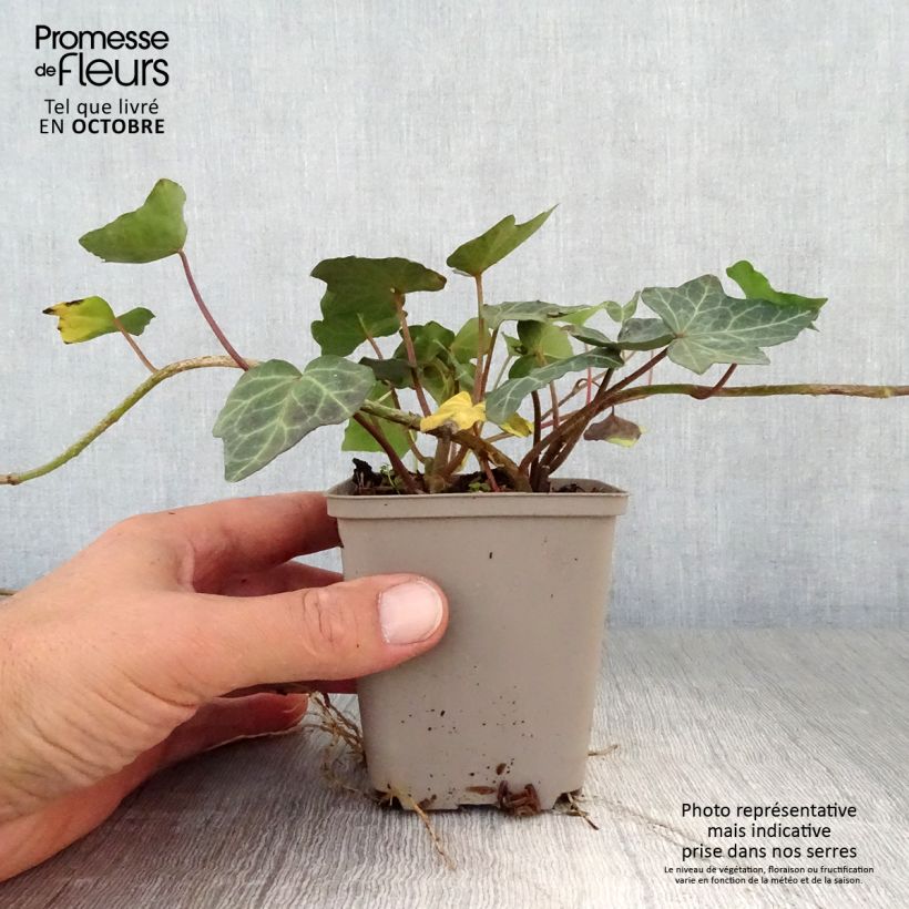 Esemplare di Hedera helix Woerner - Edera Vasetto da 8/9 cm come consegnato in autunno