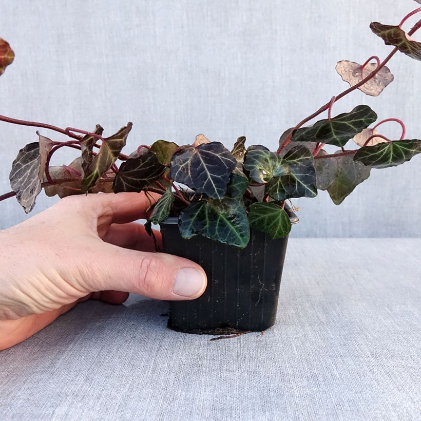 Hedera helix Woerner - Edera Vasetto da 8/9 cm esemplare consegnato in inverno