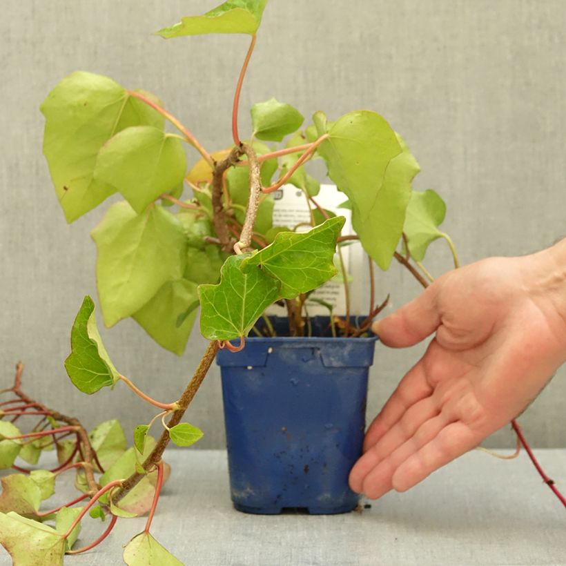 Esemplare di Hedera algeriensis Algerian Bellecour - Edera algerina Vaso da 1L/1,5L come consegnato in autunno