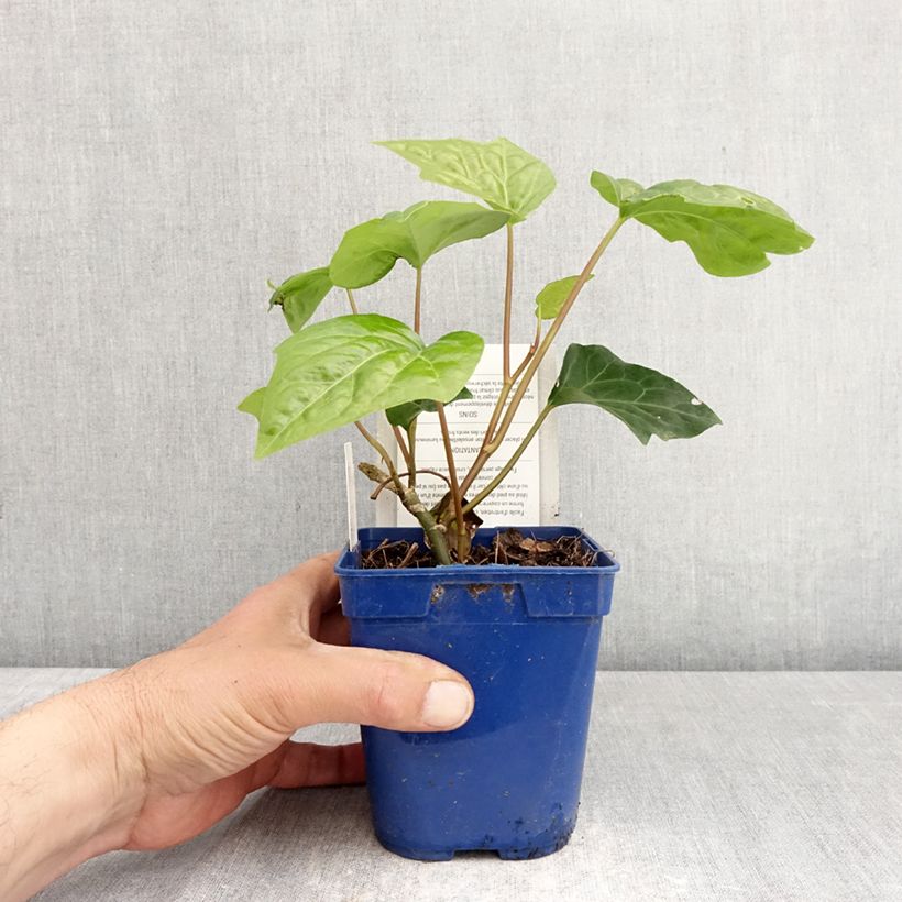 Hedera algeriensis Algerian Bellecour - Edera algerina Vaso da 1L/1,5L esemplare consegnato in primavera