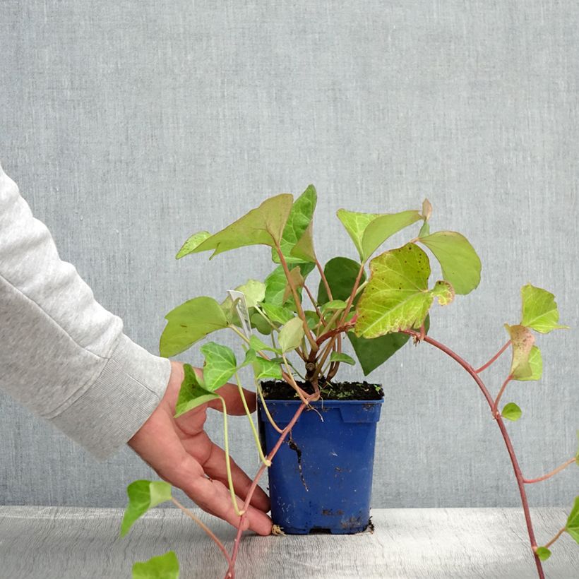 Esemplare di Hedera algeriensis Algerian Bellecour - Edera algerina Vaso da 1L/1,5L consegnato in estate