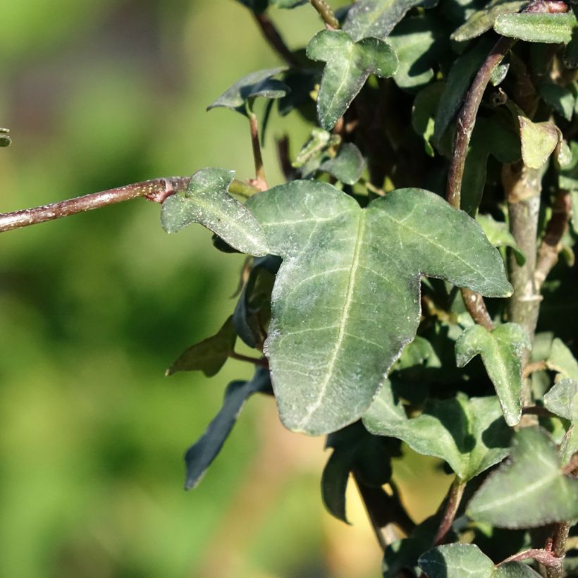 Hedera helix Spetchley - Edera (Fogliame)