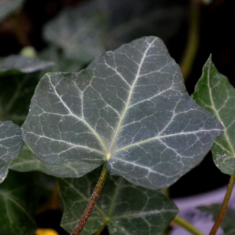 Hedera hibernica - Edera irlandese (Fogliame)