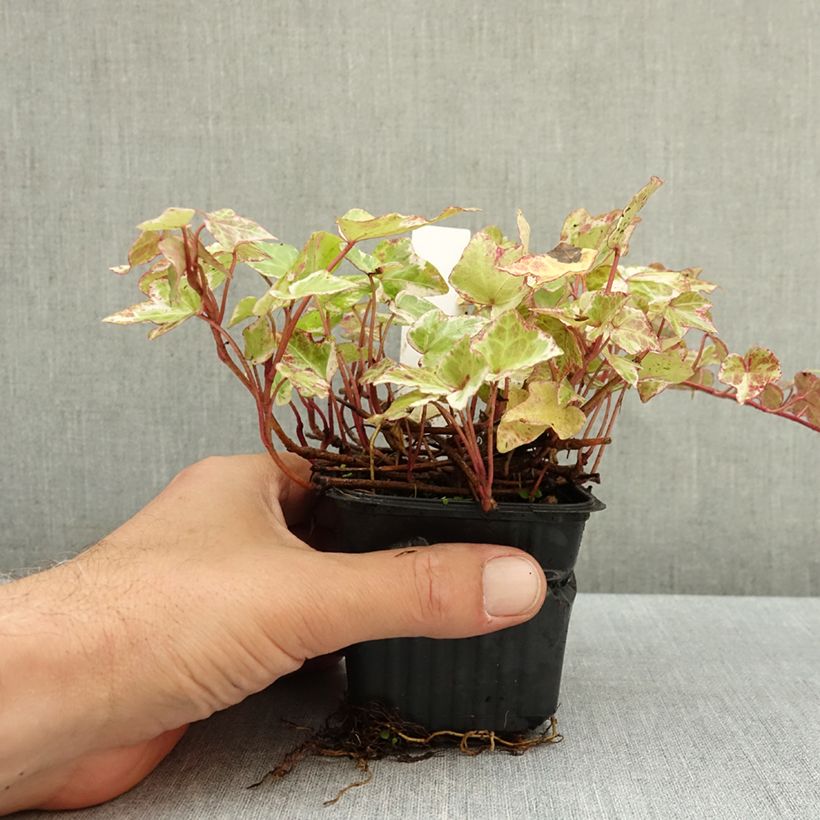 Esemplare di Hedera helix Kolibri - Edera Vasetto da 8/9 cm come consegnato in autunno