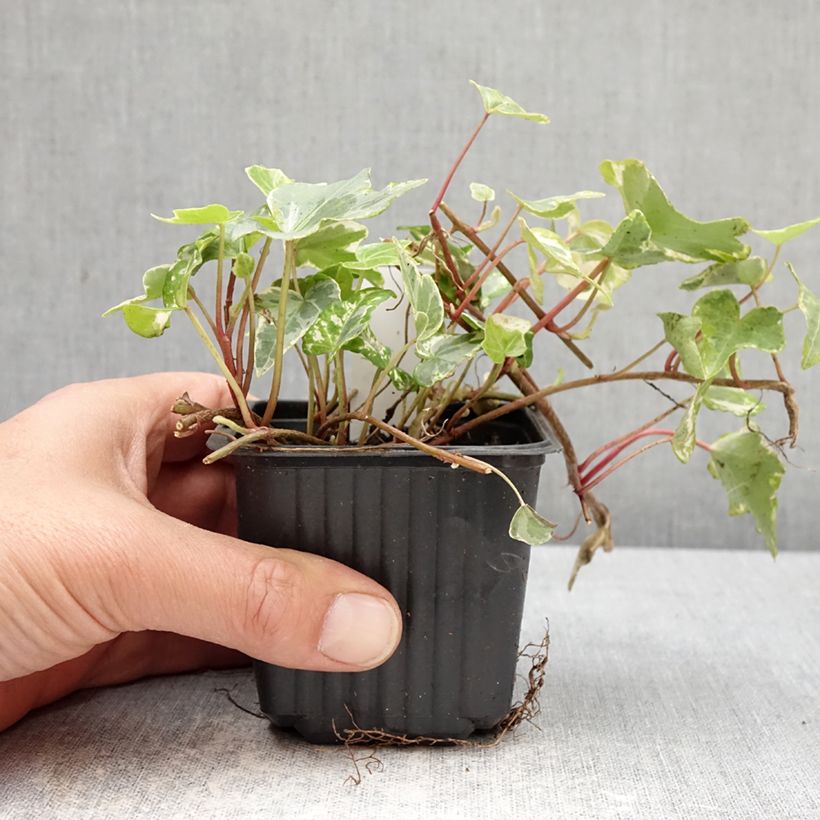 Hedera helix Kolibri - Edera Vasetto da 8/9 cm esemplare consegnato in primavera
