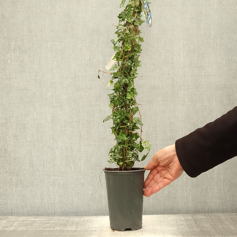 Esemplare di Hedera helix Kolibri - Edera Vaso da 2L/3L come consegnato in autunno