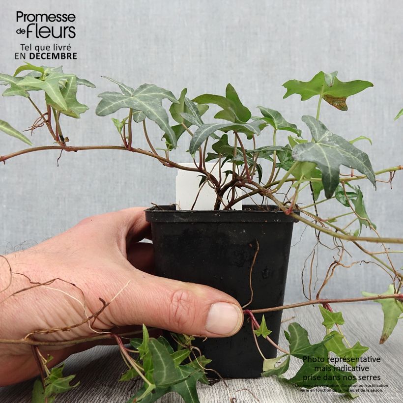 Esemplare di Hedera helix Sagittifolia - Edera Vasetto da 8/9 cm come consegnato in autunno