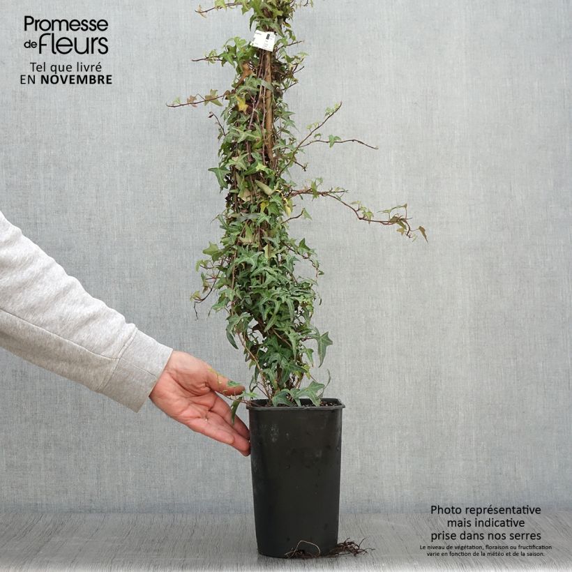 Esemplare di Hedera helix Sagittifolia - Edera Vaso da 2L/3L come consegnato in autunno