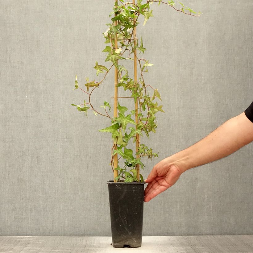 Esemplare di Hedera helix Sagittifolia - Edera Vaso da 2L/3L consegnato in estate