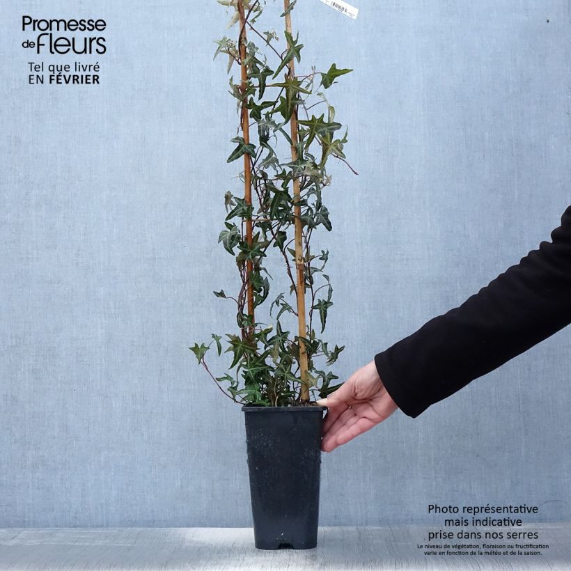 Hedera helix Sagittifolia - Edera Vaso da 2L/3L esemplare consegnato in inverno