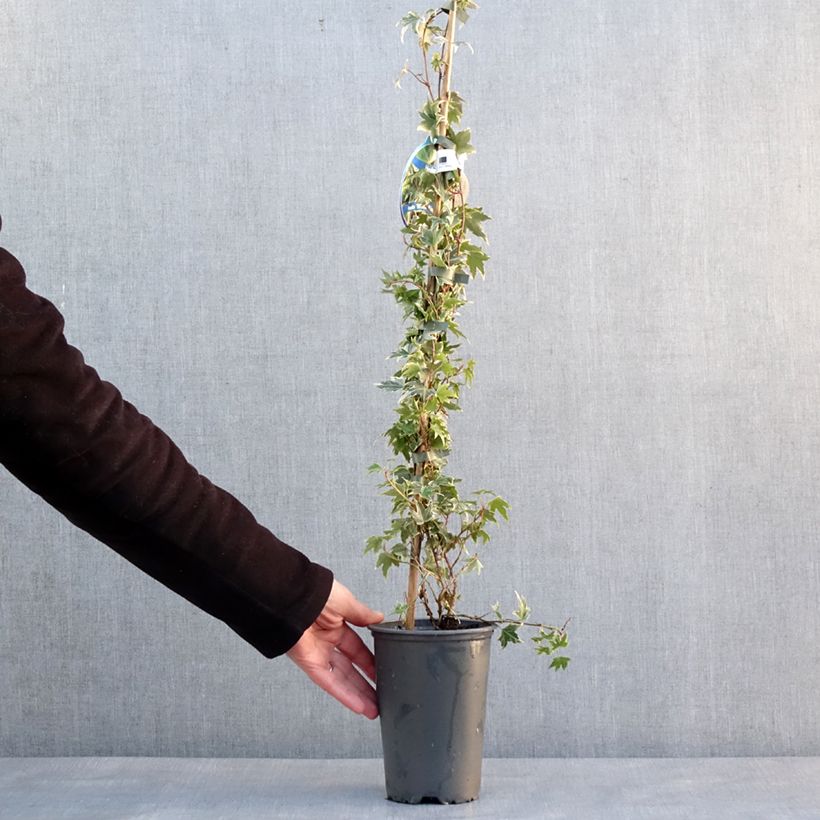 Hedera helix White Ripple - Edera variegata Vaso da 1,5L/2L esemplare consegnato in inverno