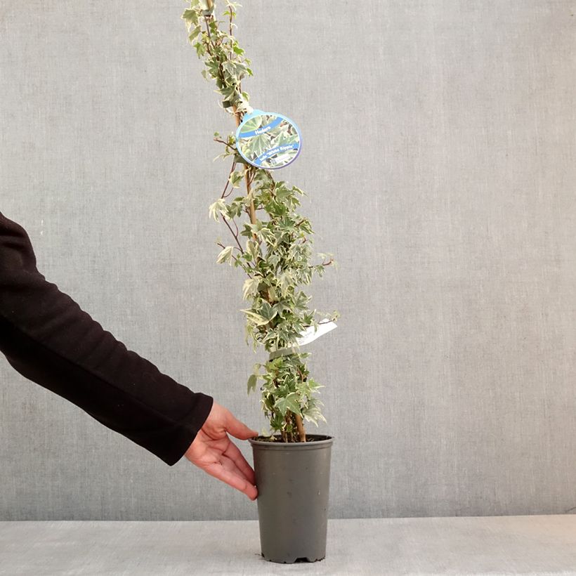 Hedera helix White Ripple - Edera variegata Vaso da 1,5L/2L esemplare consegnato in primavera