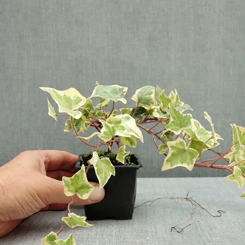 Esemplare di Hedera helix Yellow Ripple - Edera variegata Vasetto da 8/9 cm come consegnato in autunno