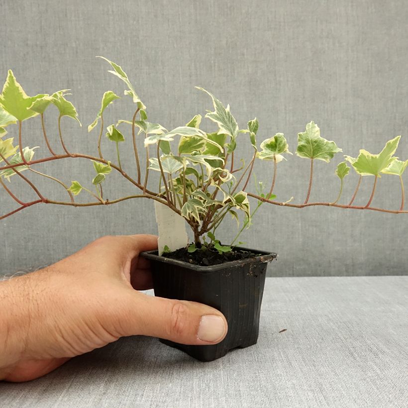 Esemplare di Hedera helix Yellow Ripple - Edera variegata Vasetto da 8/9 cm consegnato in estate