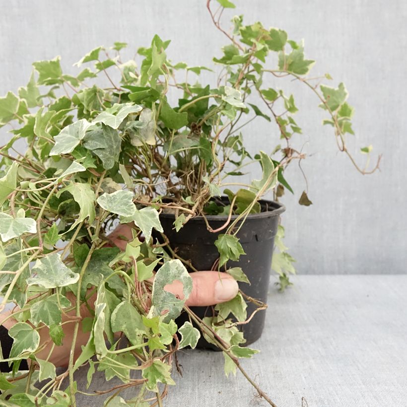 Hedera helix Yellow Ripple - Edera variegata Vaso da 1,5L/2L esemplare consegnato in inverno
