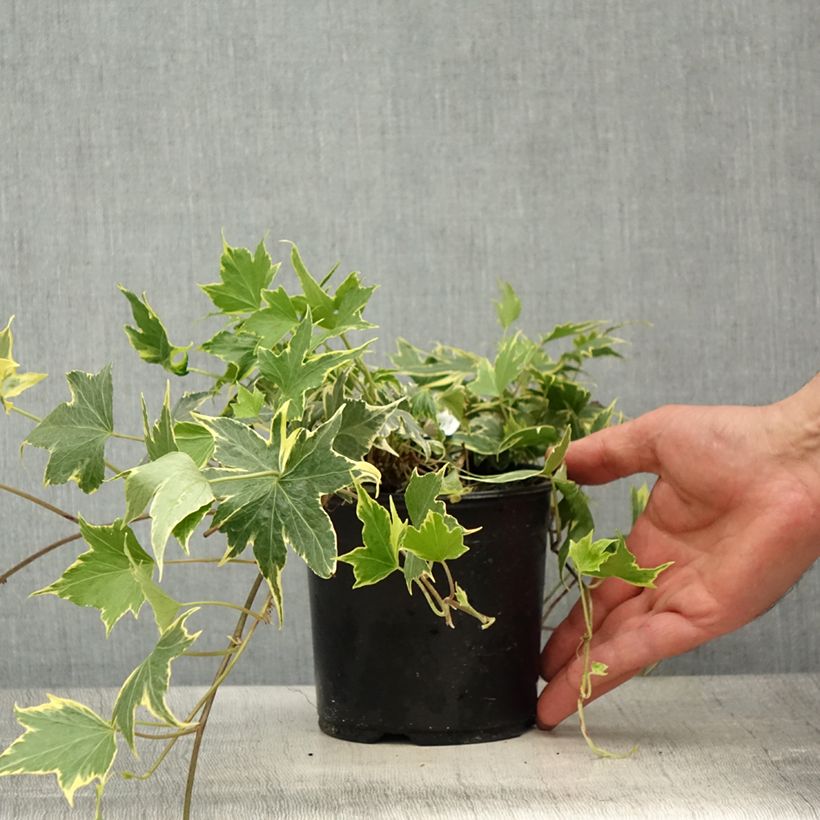 Hedera helix Yellow Ripple - Edera variegata Vaso da 1,5L/2L esemplare consegnato in primavera
