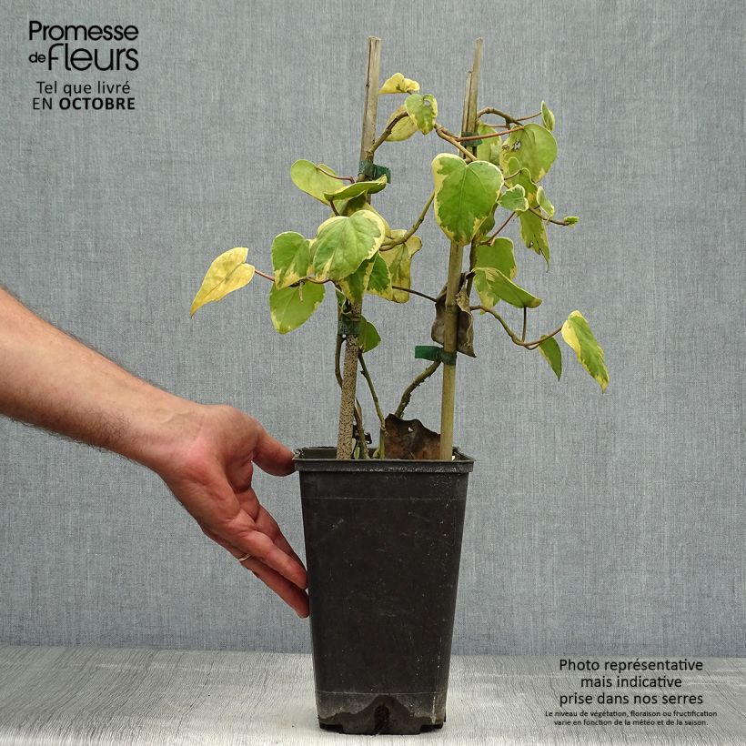 Esemplare di Hedera colchica Dentata Variegata - Edera variegata Vaso da 2L/3L come consegnato in autunno