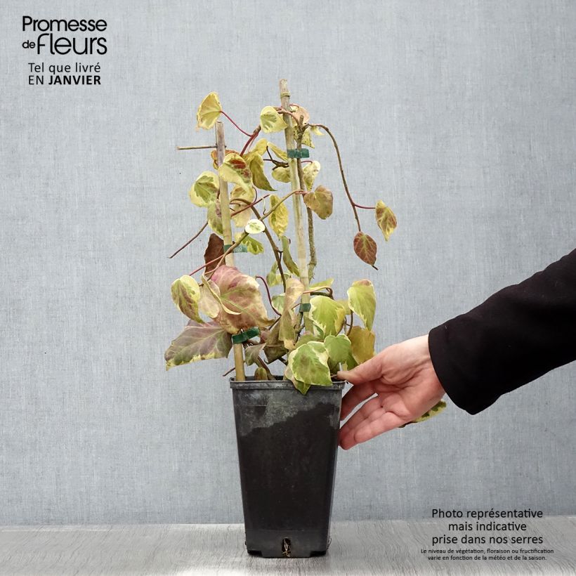 Hedera colchica Dentata Variegata - Edera variegata Vaso da 2L/3L esemplare consegnato in inverno
